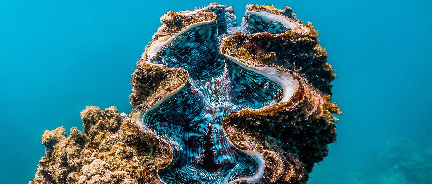 Structured water